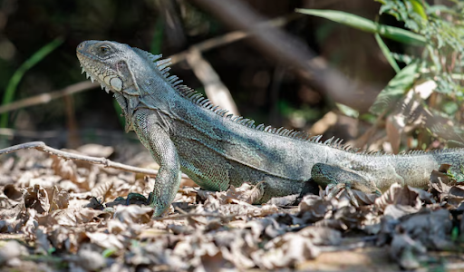 How Iguana Control Services Help Homeowners Protect Their Gardens and Property from Damage